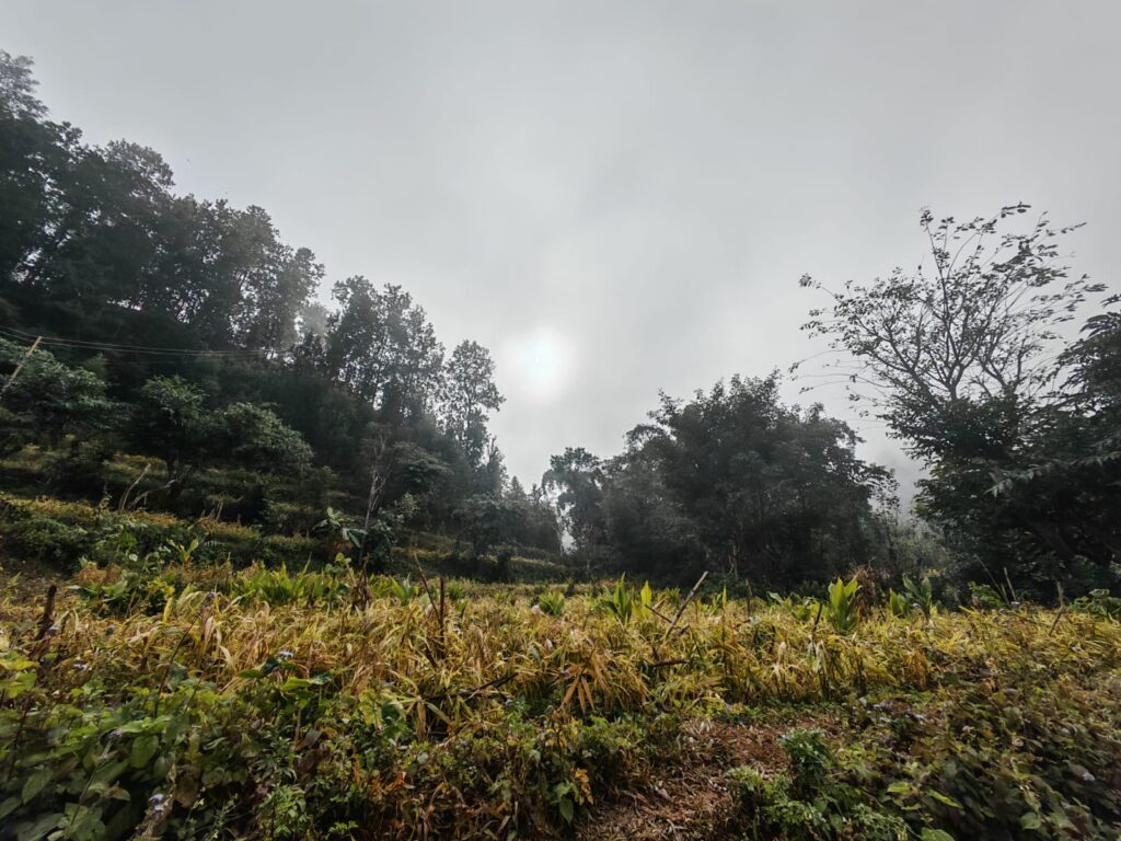 Ginger Field in Baundikali RM